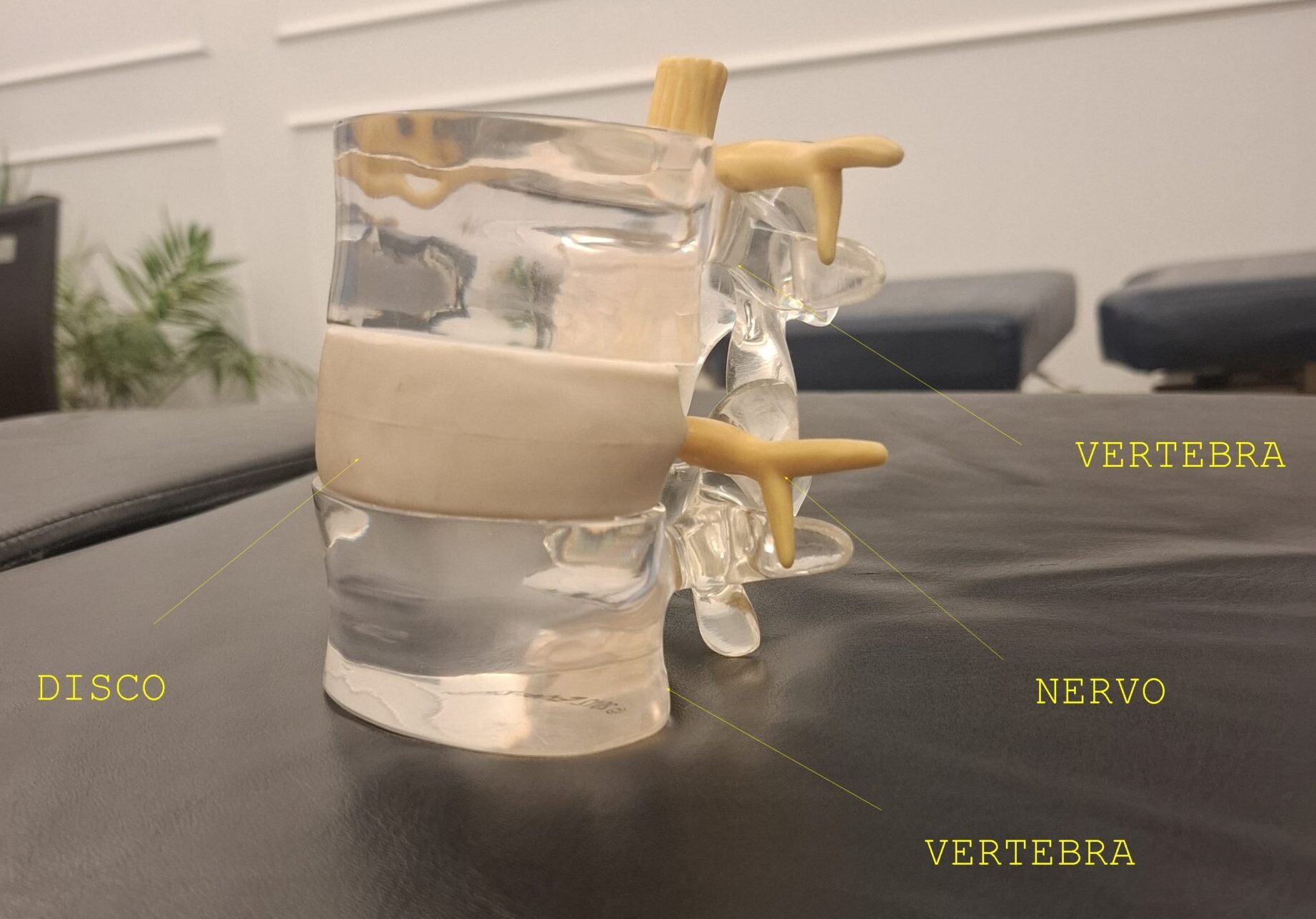Colonna lombare in posizione seduta alla scrivania: appiattimento della curva e pressione sui dischi intervertebrali